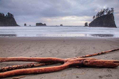 Beach;Beaches;Branch;Branches;Brown;Cloud;Cloud Formation;Clouds;Gray;Herbaceous;Olympic National Park;Plant;Plants;Sand;Sea Stacks;Second Beach;Shore;Shoreline;Sky;Tan;Texture;Tree;Tree Trunk;Trunk;Washington;Weather;bark;trees